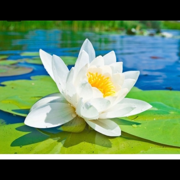 Meet your Posher, Tunda - Picture 1 of 1